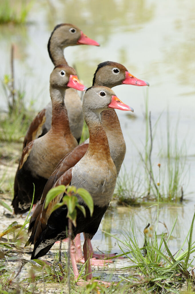 Dendrocygne à ventre noiradulte