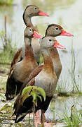 Black-bellied Whistling Duck