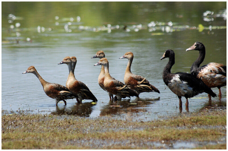 Dendrocygne d'Eytonadulte