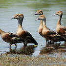 Dendrocygne d'Eyton