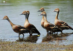 Plumed Whistling Duck