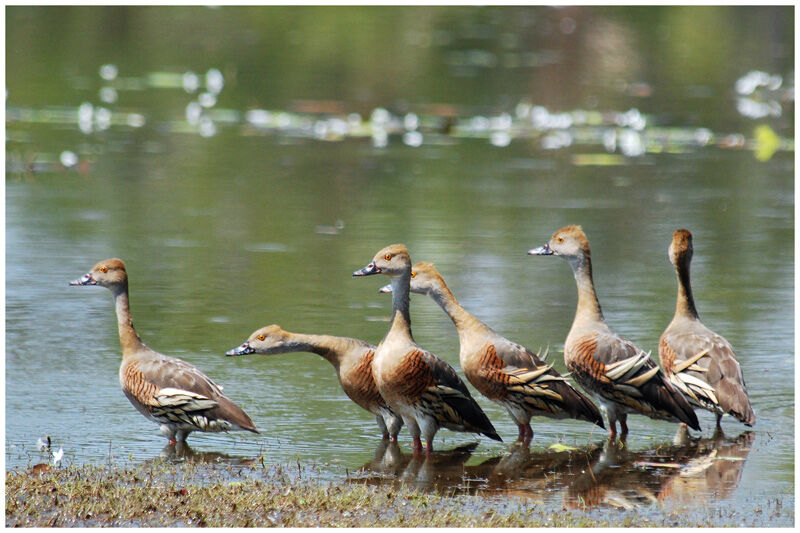 Dendrocygne d'Eytonadulte