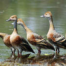 Dendrocygne d'Eyton