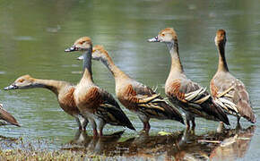 Plumed Whistling Duck