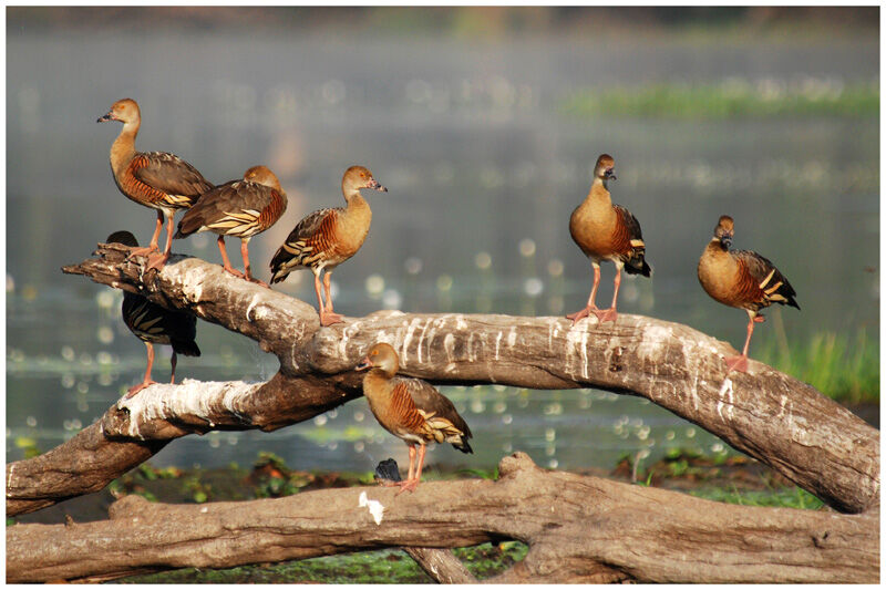 Dendrocygne d'Eytonadulte