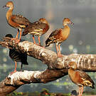 Dendrocygne d'Eyton