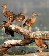 Plumed Whistling Duck