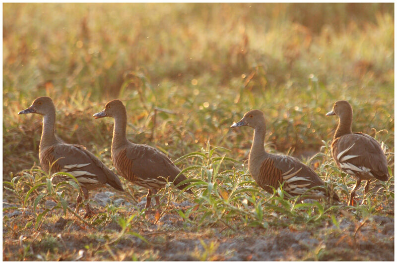 Plumed Whistling Duckadult