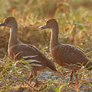 Dendrocygne d'Eyton
