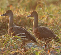 Plumed Whistling Duck