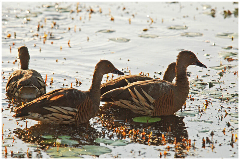 Dendrocygne d'Eytonadulte