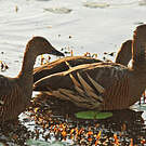 Dendrocygne d'Eyton