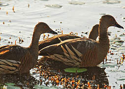 Plumed Whistling Duck