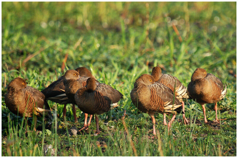 Dendrocygne d'Eytonadulte