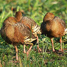 Dendrocygne d'Eyton