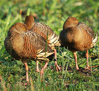 Plumed Whistling Duck