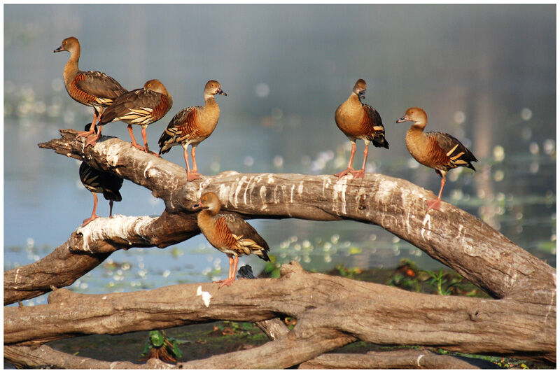 Plumed Whistling Duckadult