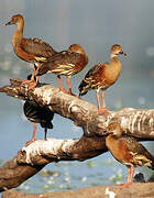 Plumed Whistling Duck