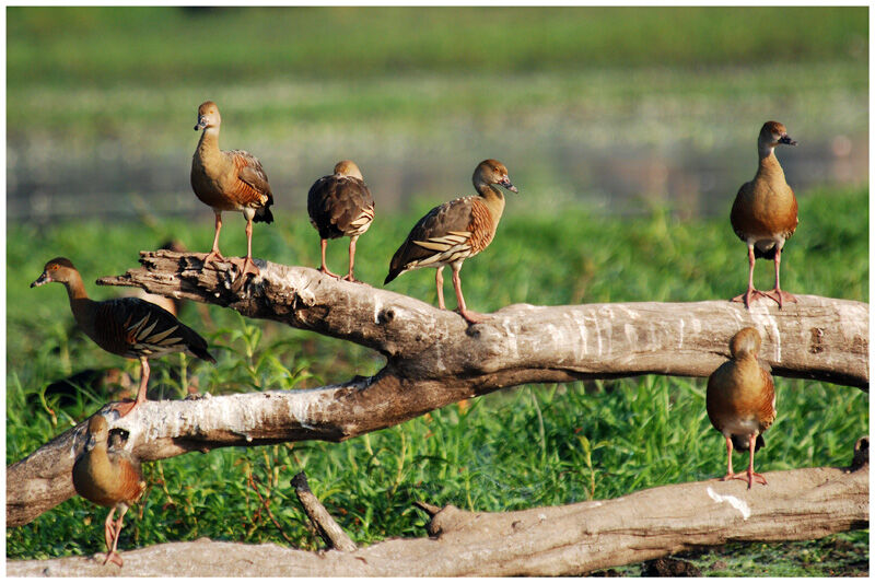 Plumed Whistling Duckadult