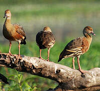 Plumed Whistling Duck