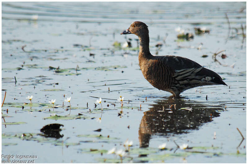 Plumed Whistling Duckadult, identification