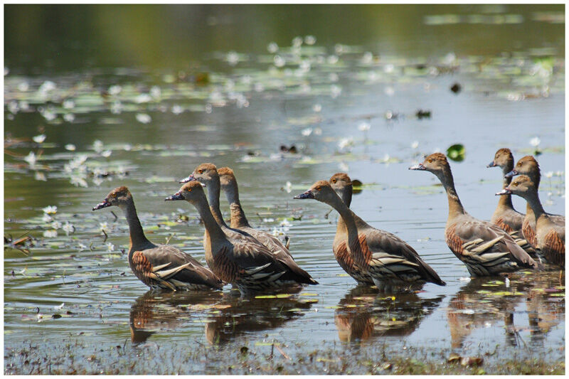 Dendrocygne d'Eytonadulte