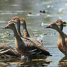 Dendrocygne d'Eyton