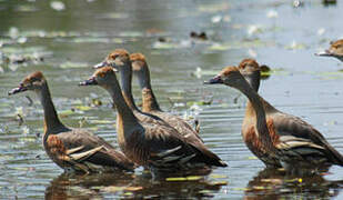 Plumed Whistling Duck