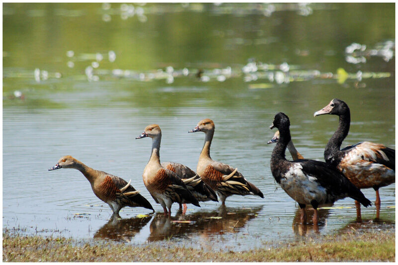 Dendrocygne d'Eytonadulte