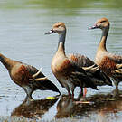 Dendrocygne d'Eyton