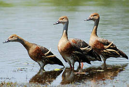 Plumed Whistling Duck