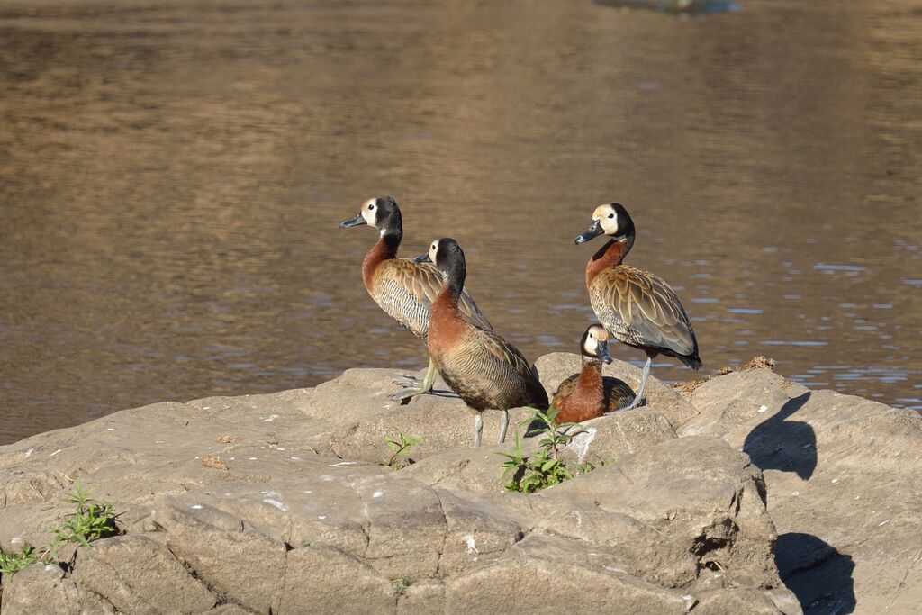 Dendrocygne veufadulte