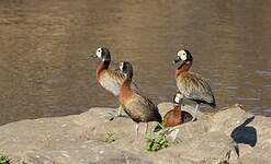 Dendrocygne veuf
