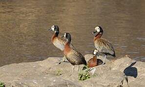 White-faced Whistling Duck