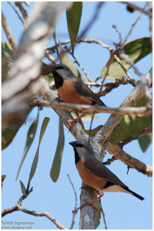 Black-throated Finchadult, identification