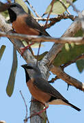 Black-throated Finch