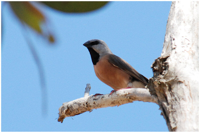 Black-throated Finchadult