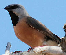 Black-throated Finch