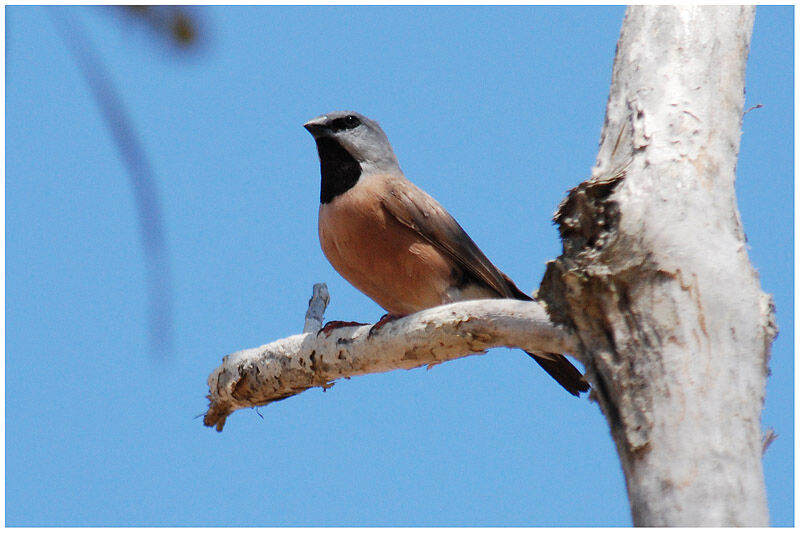 Black-throated Finchadult