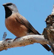 Black-throated Finch