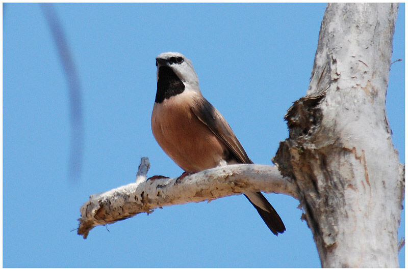 Black-throated Finchadult