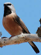 Black-throated Finch