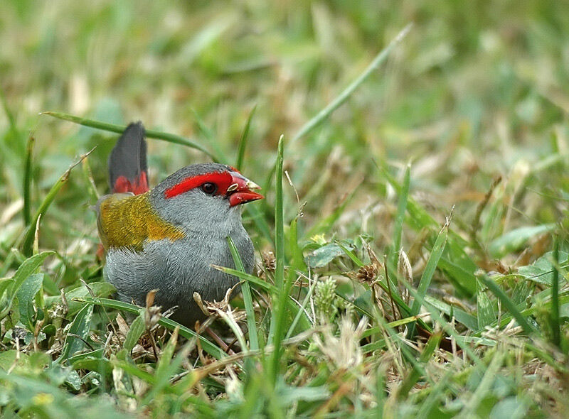 Red-browed Finch