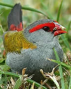 Red-browed Finch