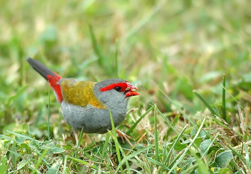 Red-browed Finch