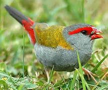 Red-browed Finch