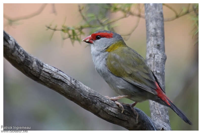 Red-browed Finchadult, identification