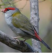 Red-browed Finch