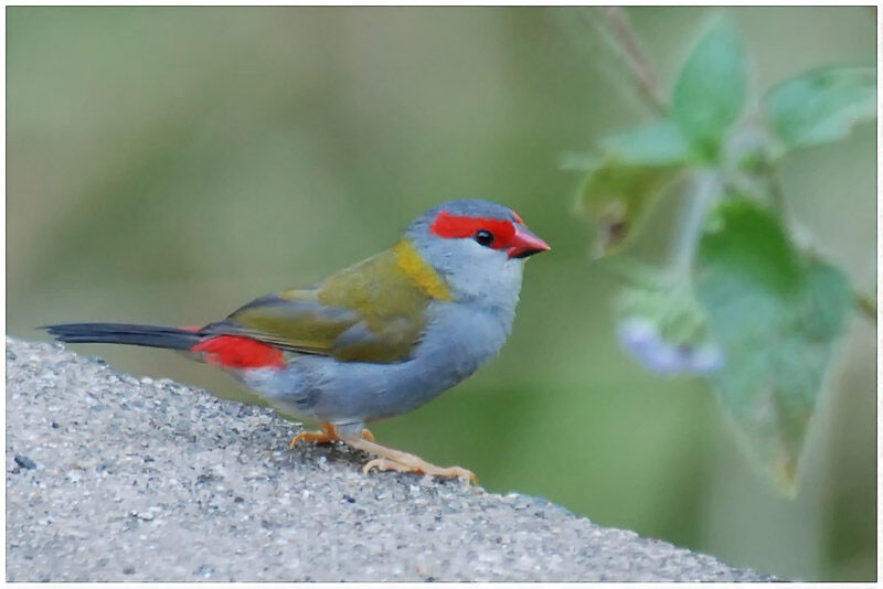 Red-browed Finchadult