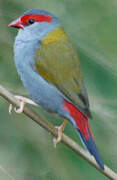 Red-browed Finch